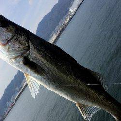 神戸突堤シーバス7本